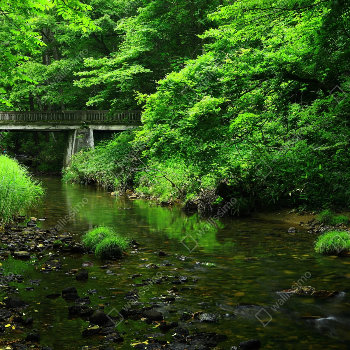 Repositionierbarer Aufkleber üppiger grüner waldbach mit steinbrücke Repositionierbarer Aufkleber üppiger grüner waldbach mit steinbrücke