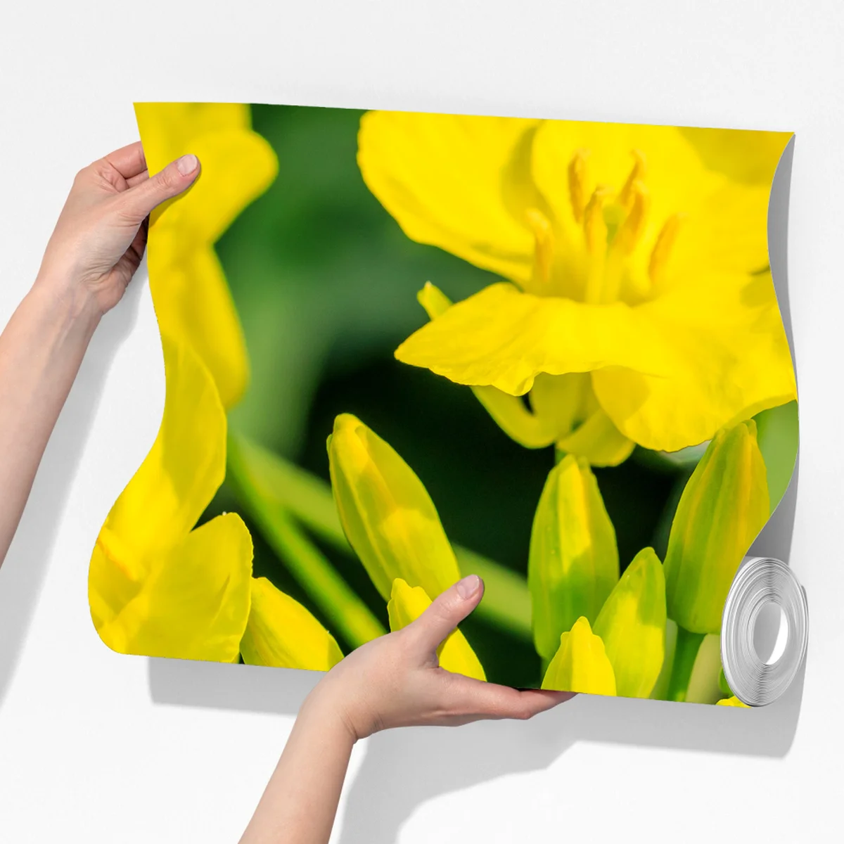 Fototapete lebhafte gelbe rapsblüte im nahen makro Fototapete lebhafte gelbe rapsblüte im nahen makro