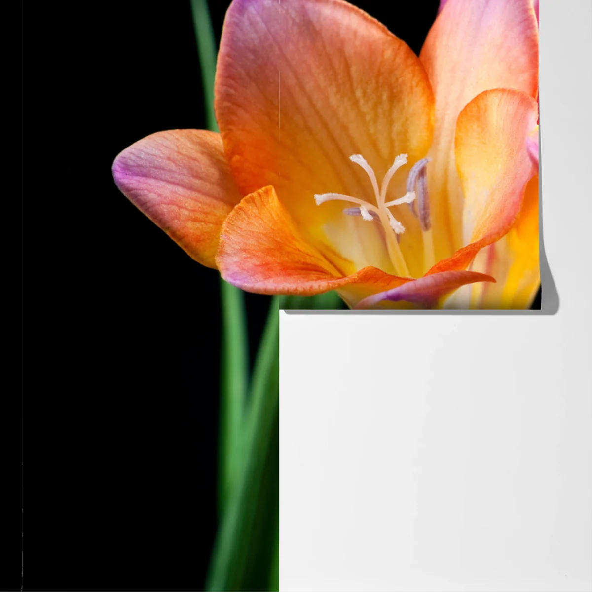 Fototapete leuchtende orange freesien vor schwarzem hintergrund Fototapete leuchtende orange freesien vor schwarzem hintergrund