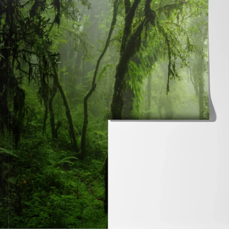 Fototapete nebliger tropischer dschungelpfad Fototapete nebliger tropischer dschungelpfad