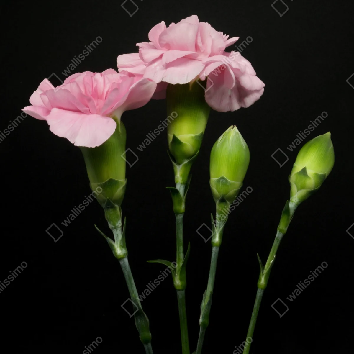 Poster rosa nelken vor schwarzem hintergrund Poster rosa nelken vor schwarzem hintergrund