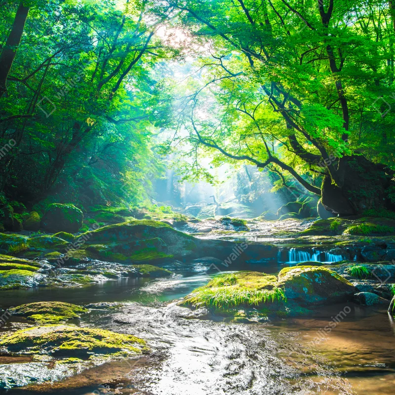 Fototapete sonnendurchfluteter waldbach mit moosbedeckten steinen Fototapete sonnendurchfluteter waldbach mit moosbedeckten steinen
