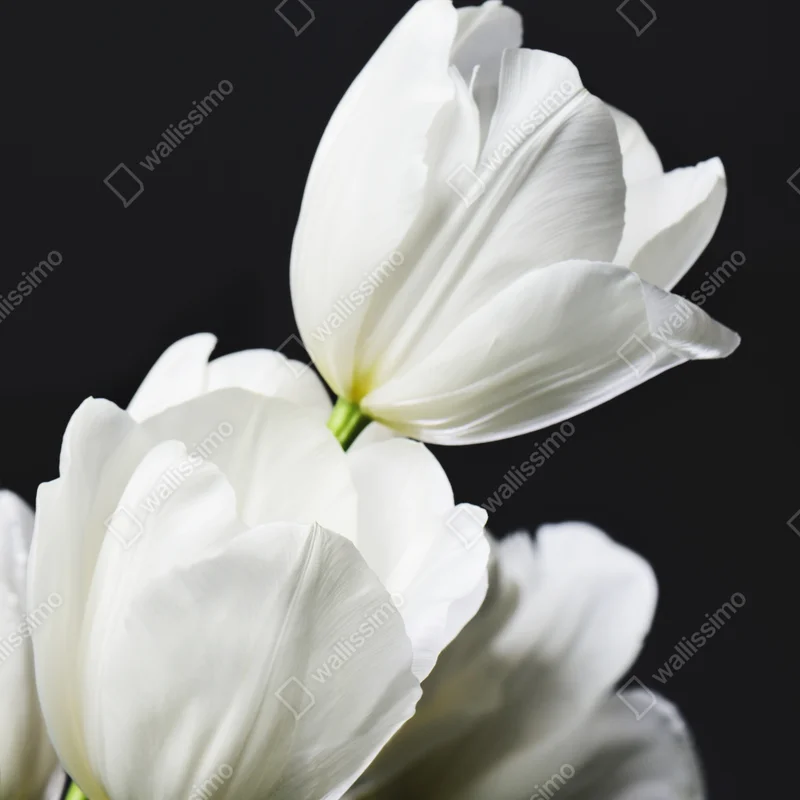 Poster weißer tulpenstrauß vor dunklem hintergrund Poster weißer tulpenstrauß vor dunklem hintergrund