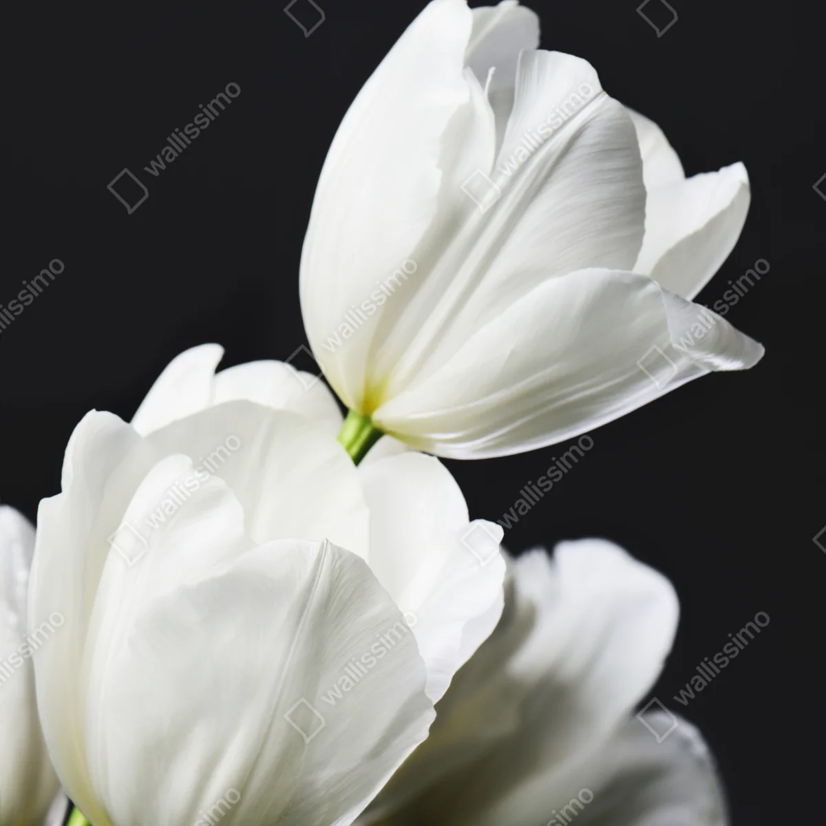 Poster weißer tulpenstrauß vor dunklem hintergrund Poster weißer tulpenstrauß vor dunklem hintergrund