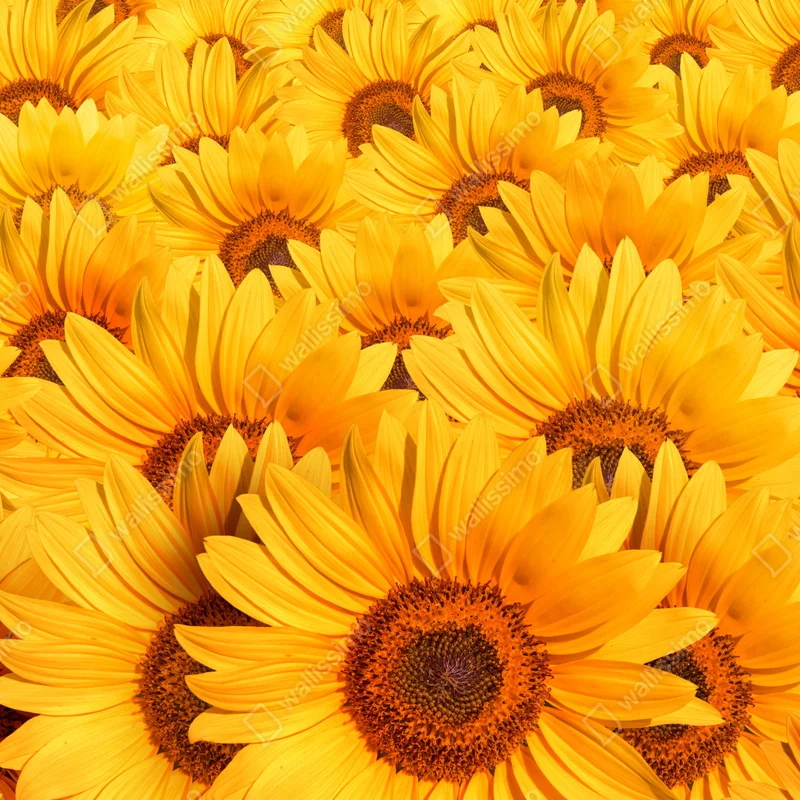 Kühlschrankaufkleber goldenes sonnenblumenfeld Kühlschrankaufkleber goldenes sonnenblumenfeld