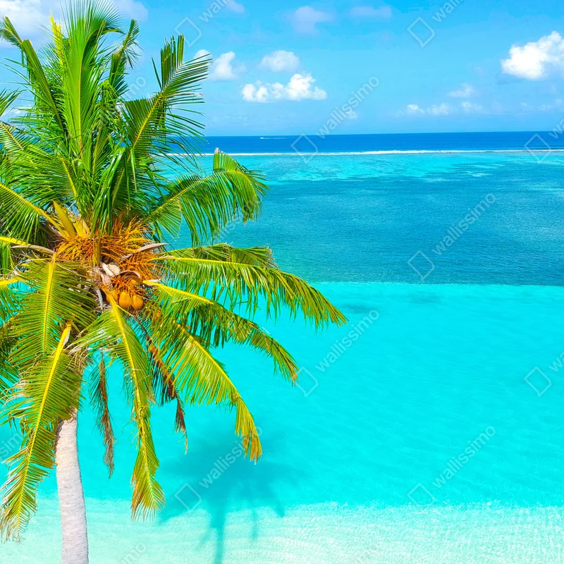 Fototapeta tropikalna turkusowa plaża z palmą Fototapeta tropikalna turkusowa plaża z palmą