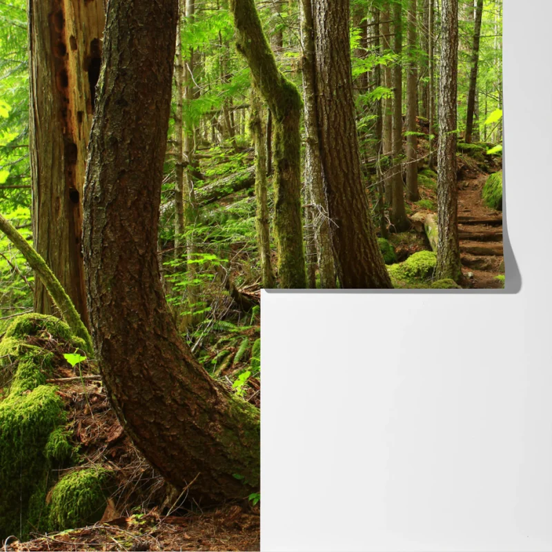 Fototapete moosiger waldpfad Fototapete moosiger waldpfad