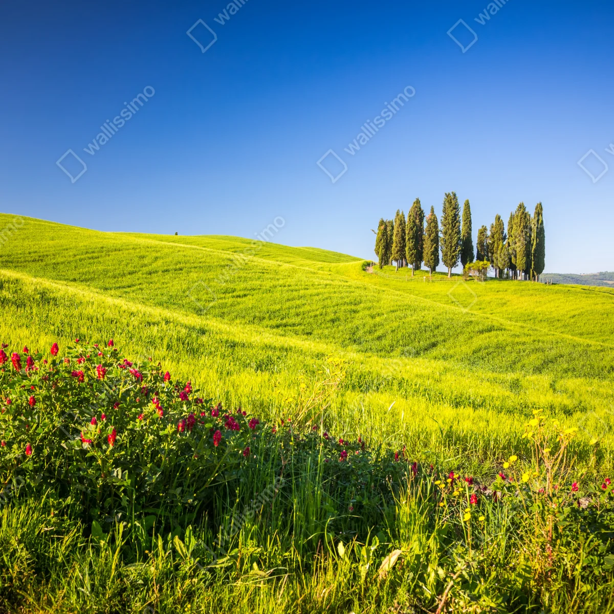 Leinwandbild sonnige grüne hügel mit zypressen Leinwandbild sonnige grüne hügel mit zypressen
