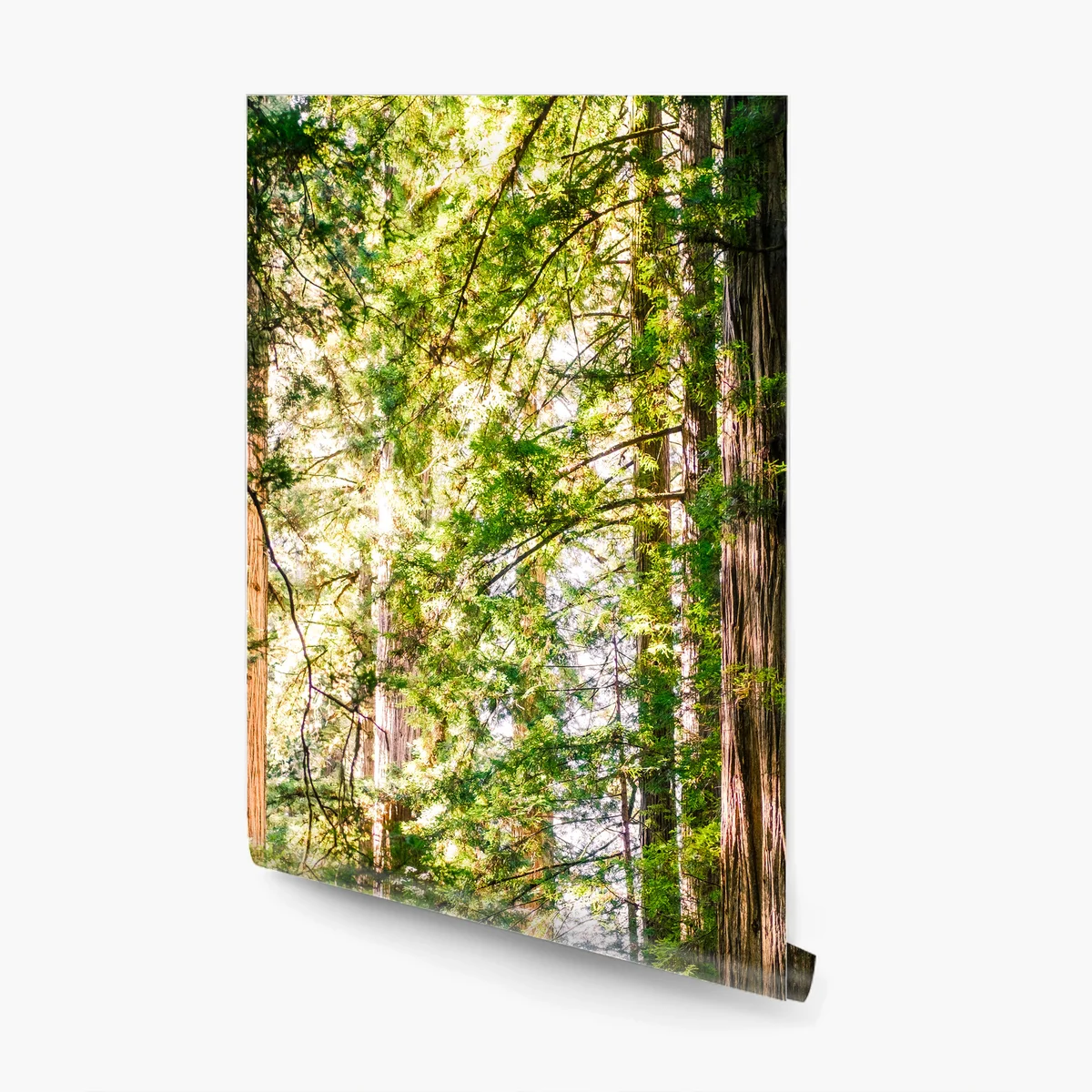 Fototapete majestätischer weg im sekwoienwald Fototapete majestätischer weg im sekwoienwald