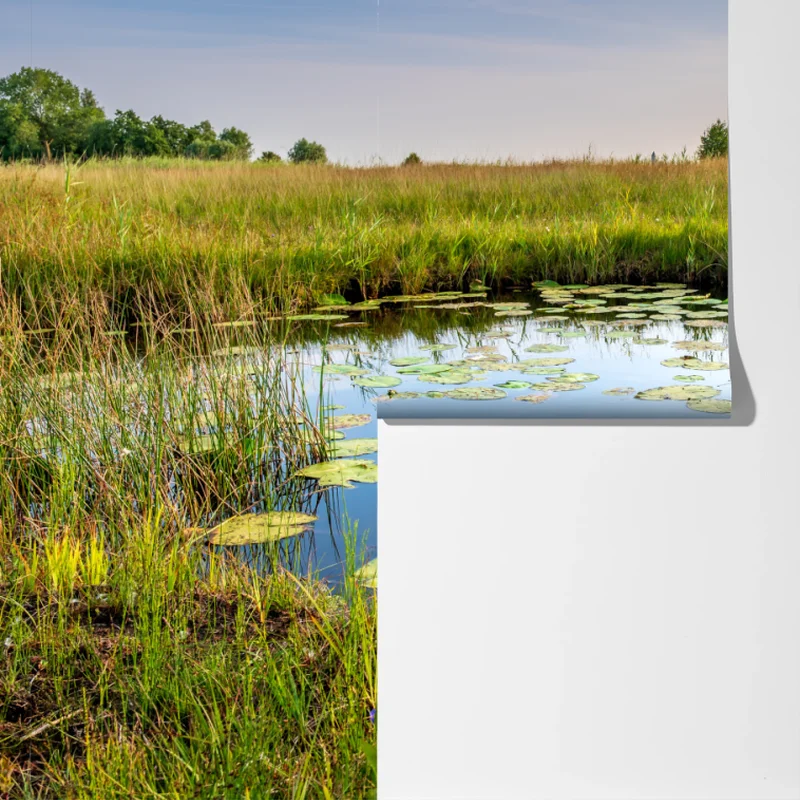 Fototapeta spokojny staw z grążelami na łące Fototapeta spokojny staw z grążelami na łące