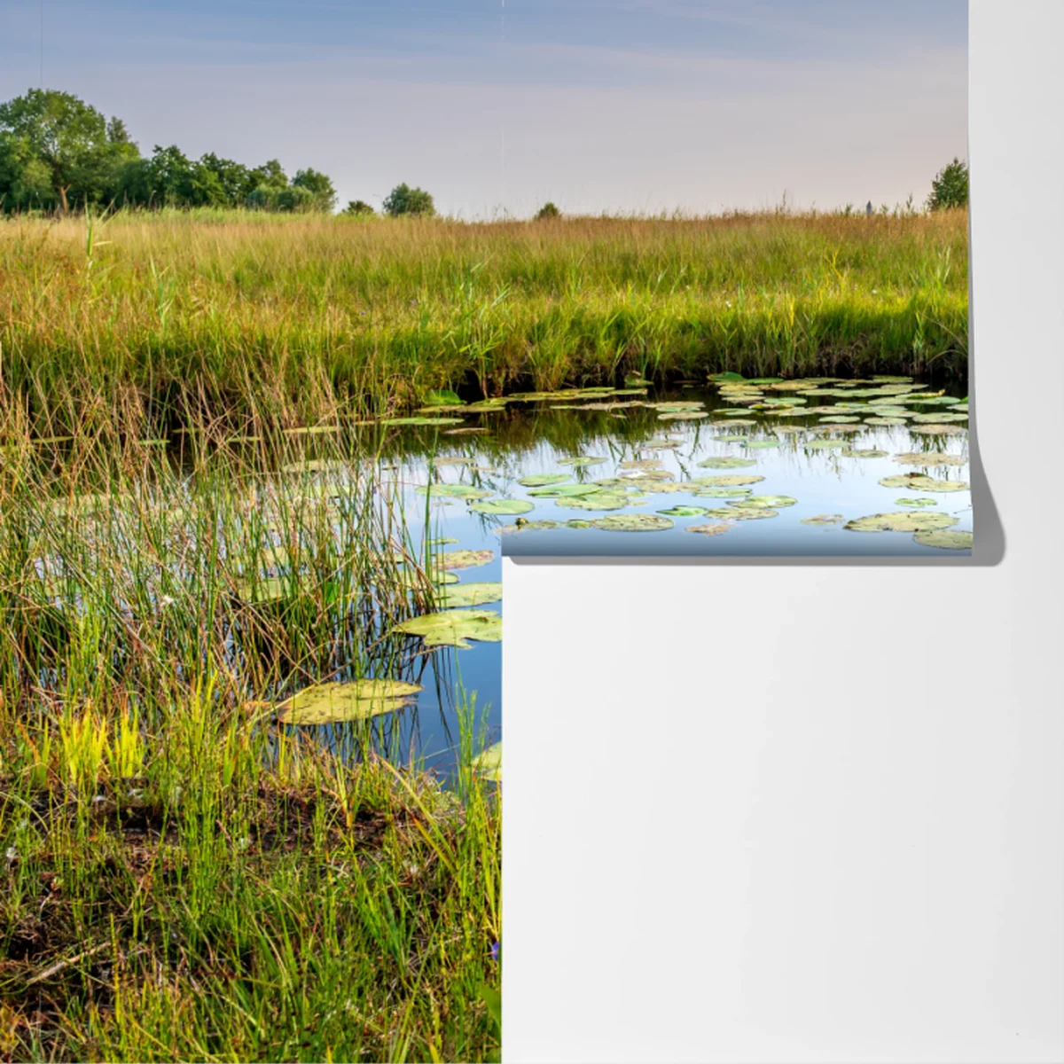 Fototapeta spokojny staw z grążelami na łące Fototapeta spokojny staw z grążelami na łące