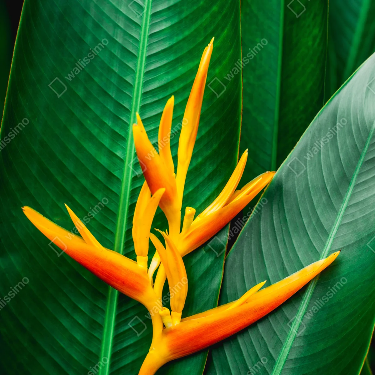 Naklejka na laptopa żywa heliconia na zielonych liściach Naklejka na laptopa żywa heliconia na zielonych liściach