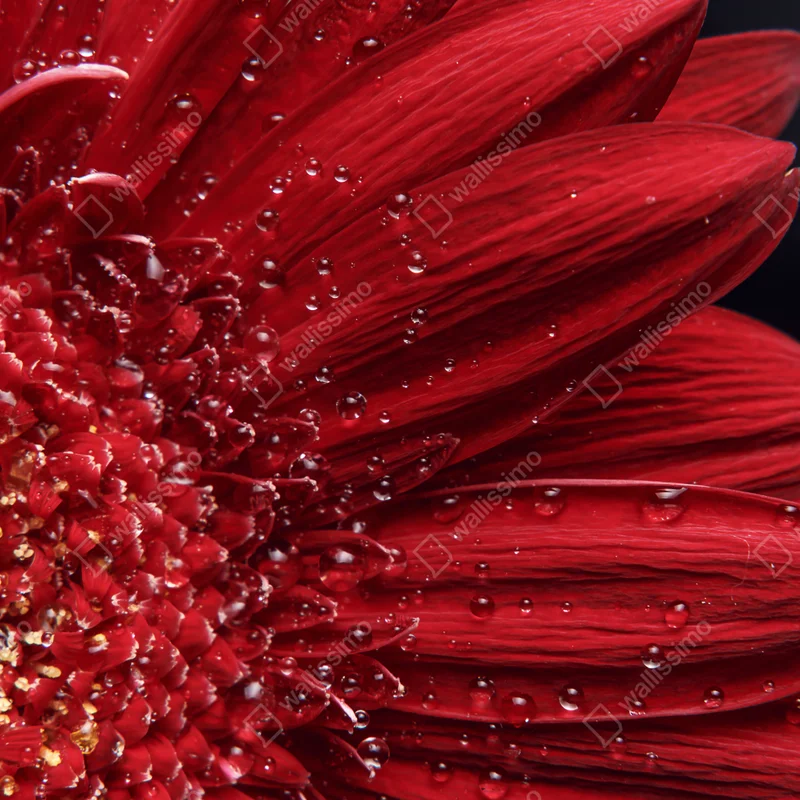 Fensteraufkleber rote gerbera makro mit wassertropfen Fensteraufkleber rote gerbera makro mit wassertropfen