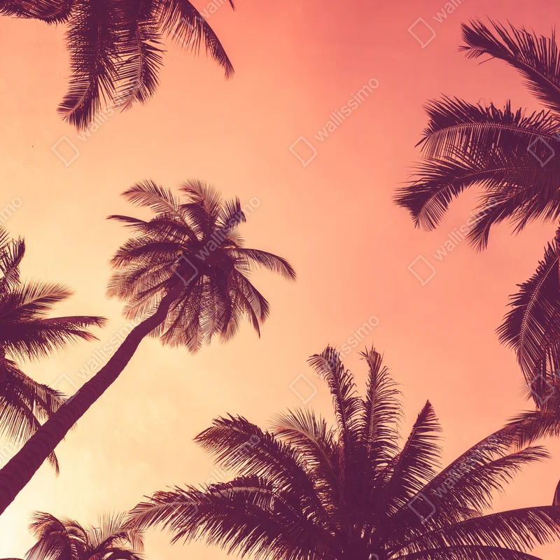 Fototapeta tropikalne palmy o zachodzie słońca Fototapeta tropikalne palmy o zachodzie słońca