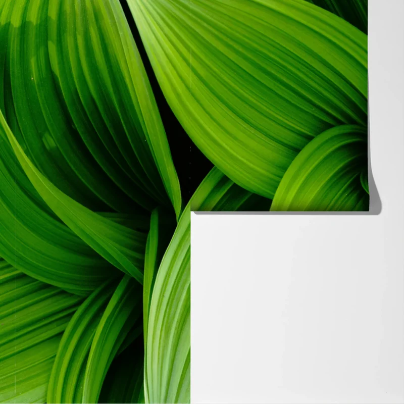 Fototapete üppige grüne blätter Fototapete üppige grüne blätter