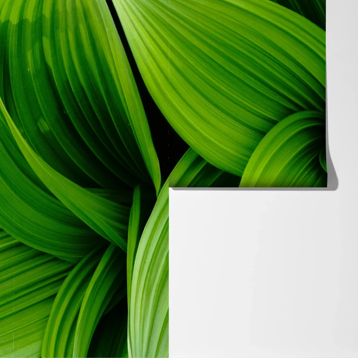 Fototapete üppige grüne blätter Fototapete üppige grüne blätter