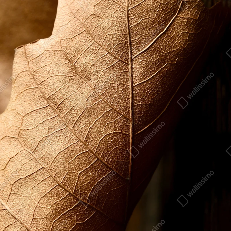 Poster strukturiertes trockenes blatt nahaufnahme Poster strukturiertes trockenes blatt nahaufnahme