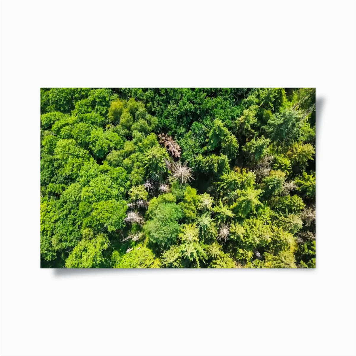 Poster Drohnenblick von oben auf grüne Mischwälder in Norddeutschland • Poster bei Wallnifity® Poster Drohnenblick von oben auf grüne Mischwälder in Norddeutschland • Poster bei Wallnifity®