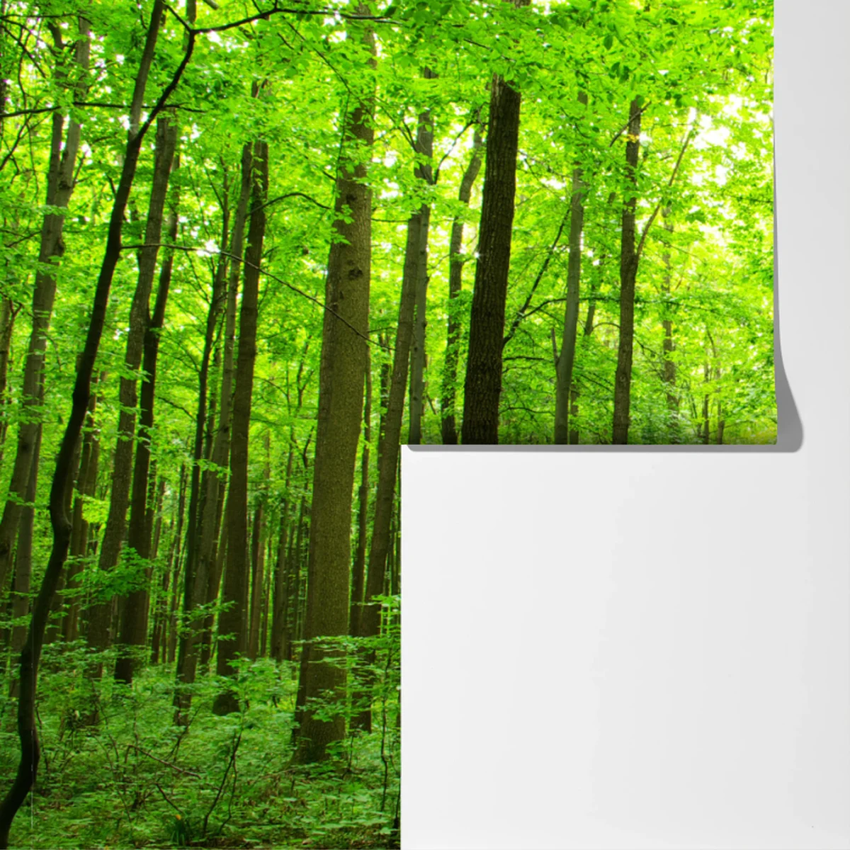 Fototapete ruhiger waldpfad Fototapete ruhiger waldpfad