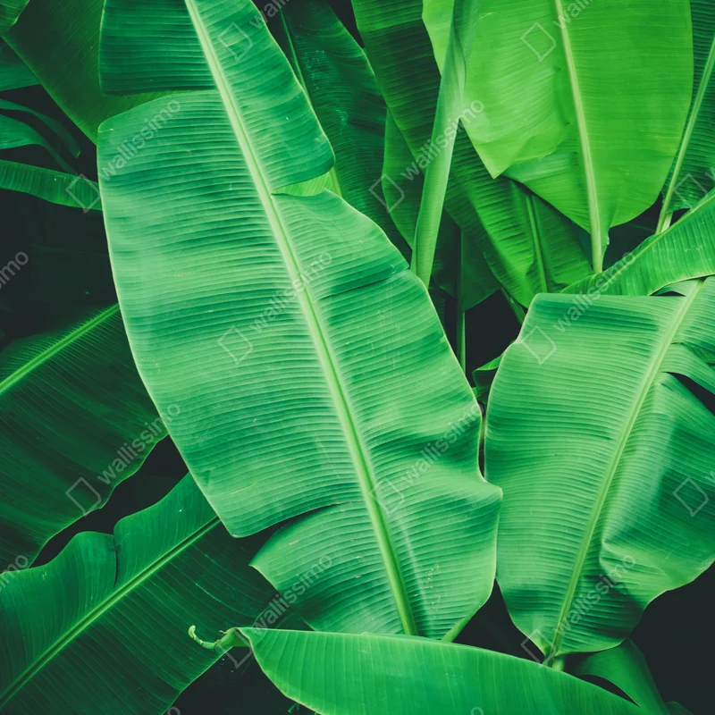 Repositionierbarer Aufkleber tropische bananenblätter Repositionierbarer Aufkleber tropische bananenblätter