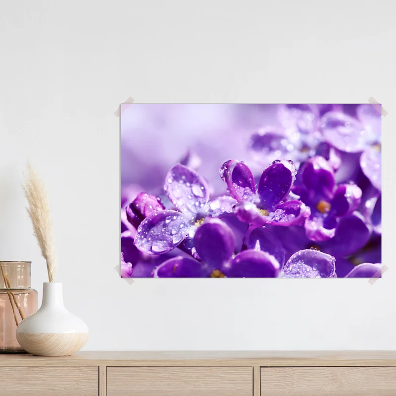 Poster lila fliederblüte mit tau Poster lila fliederblüte mit tau