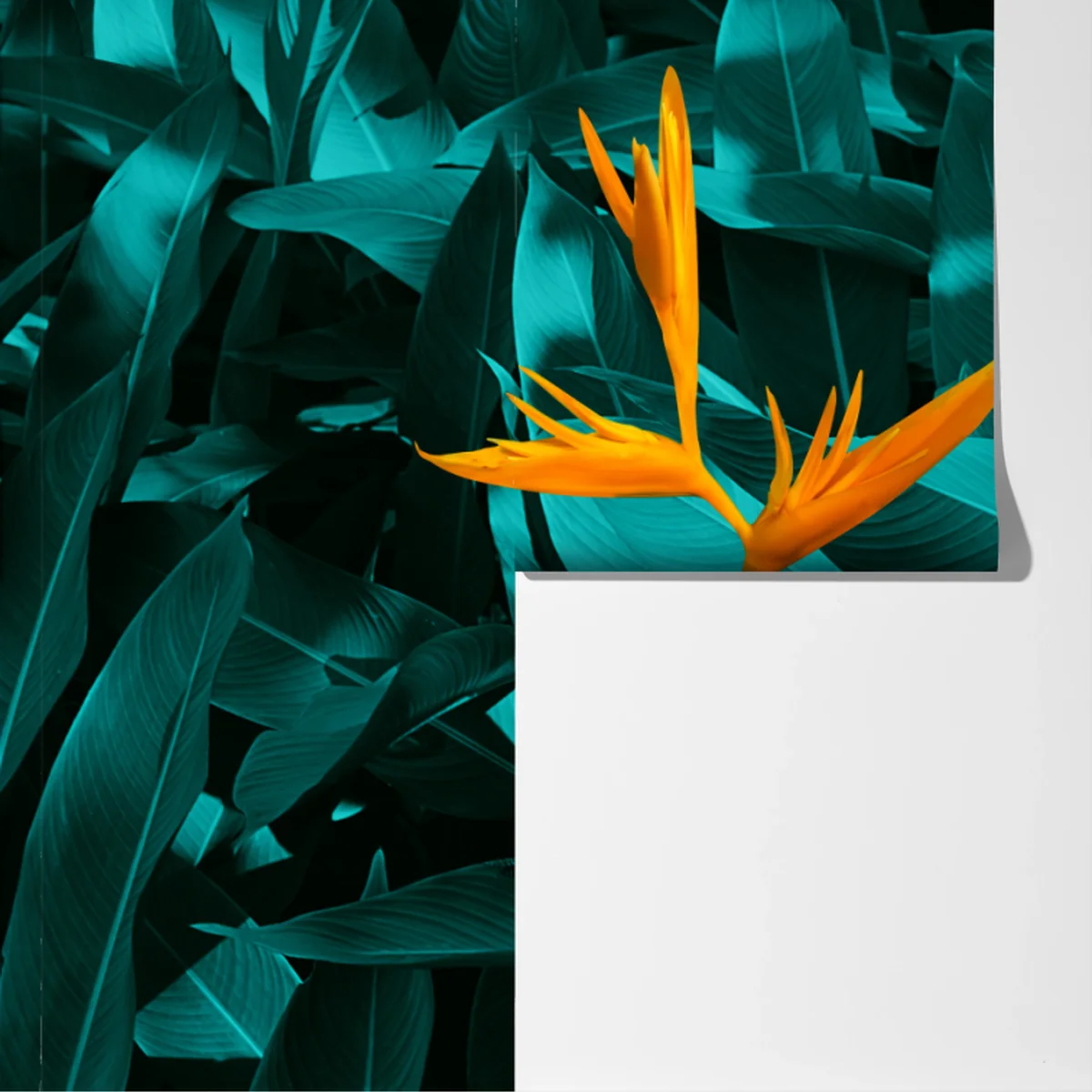 Fototapete tropische strelitzie auf türkisfarbenen blättern Fototapete tropische strelitzie auf türkisfarbenen blättern