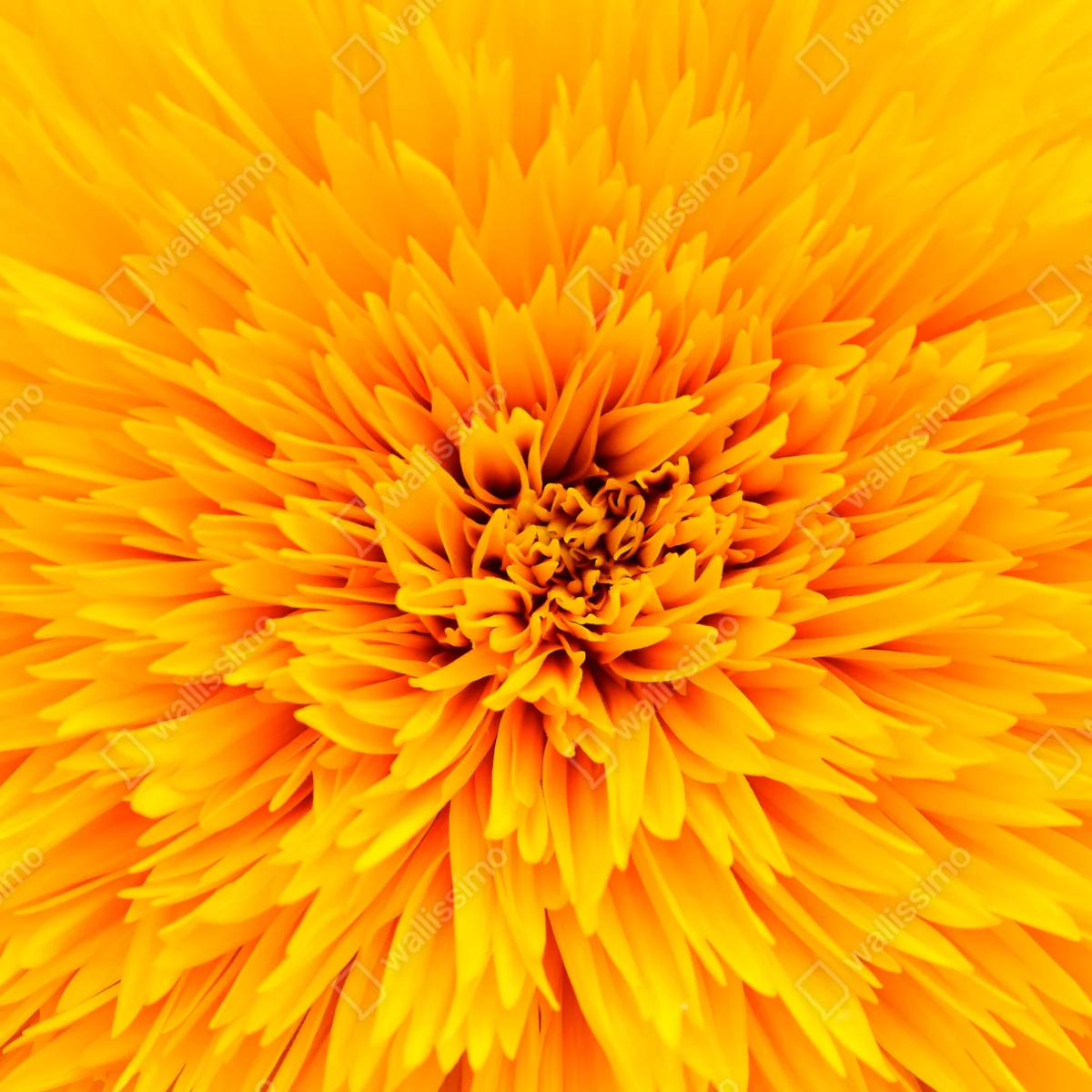 Poster strahlende sonnenblume nahaufnahme Poster strahlende sonnenblume nahaufnahme