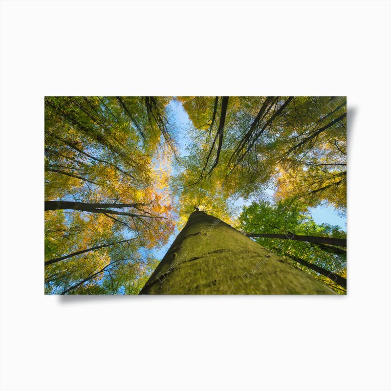 Poster Herbst Baumkronen nach oben Blick von unten • Poster bei Wallnifity® Poster Herbst Baumkronen nach oben Blick von unten • Poster bei Wallnifity®