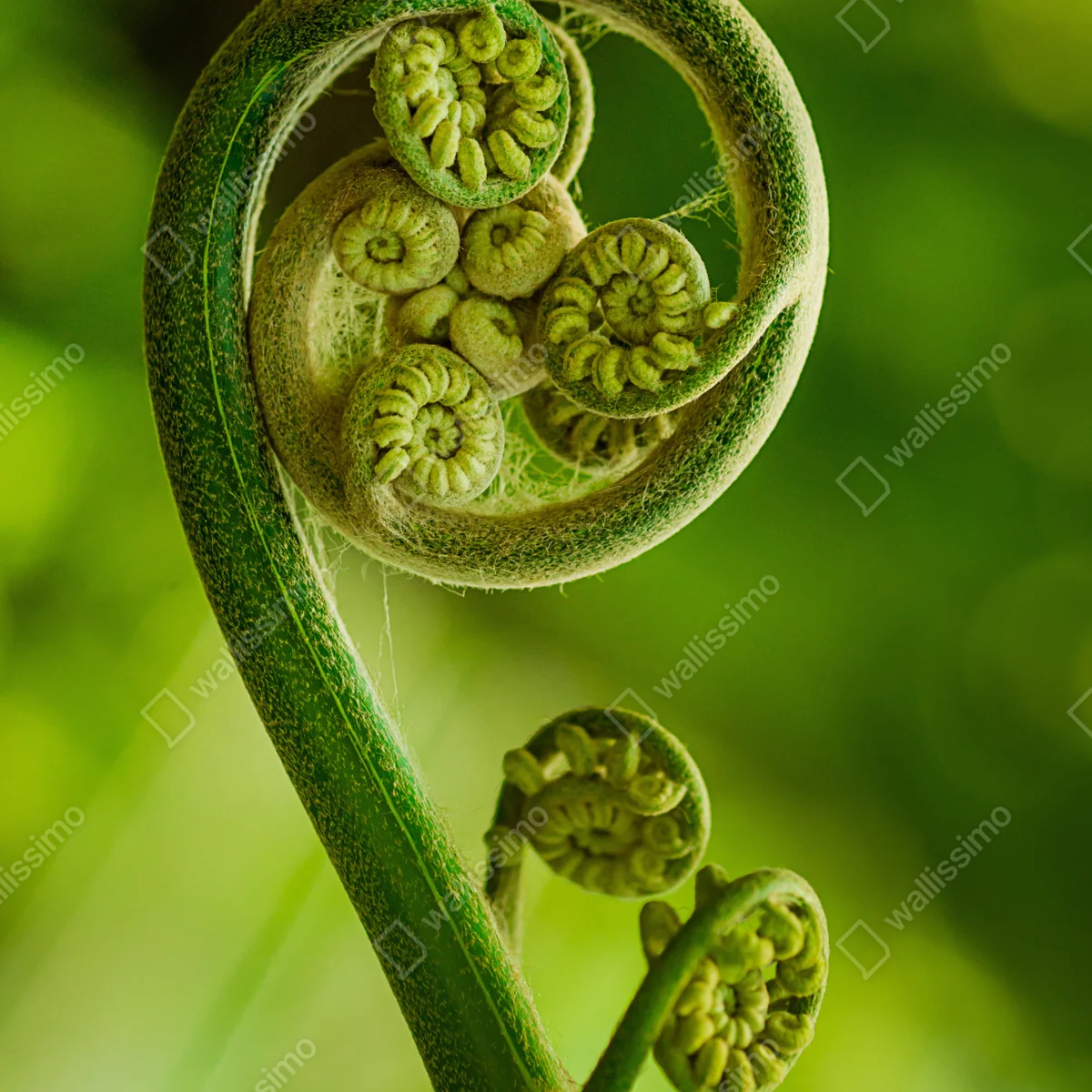 Naklejka na okno zielony pąk paproci makro Naklejka na okno zielony pąk paproci makro