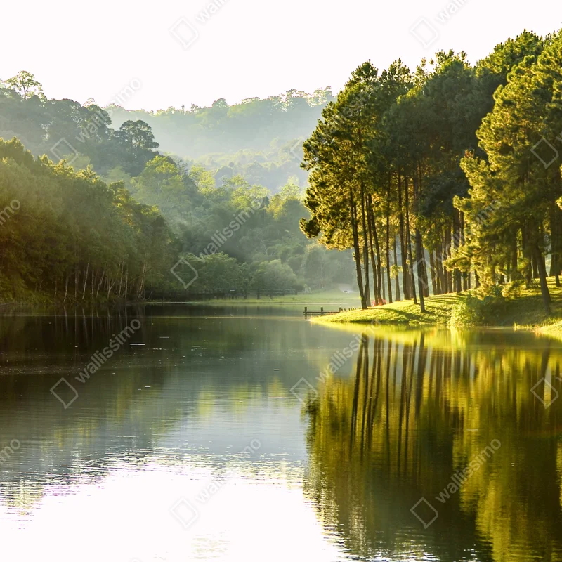 Leinwandbild ruhiger kiefernwald am stillen see Leinwandbild ruhiger kiefernwald am stillen see