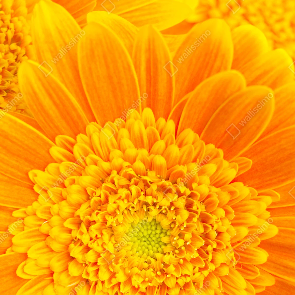 Repositionierbarer Aufkleber intensive orange gerbera nahaufnahme Repositionierbarer Aufkleber intensive orange gerbera nahaufnahme