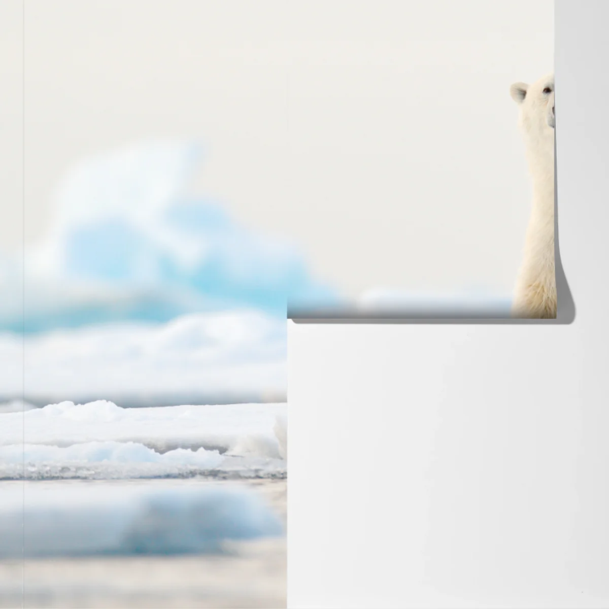 Fototapeta niedźwiedź polarny na lodzie, Svalbard Fototapeta niedźwiedź polarny na lodzie, Svalbard