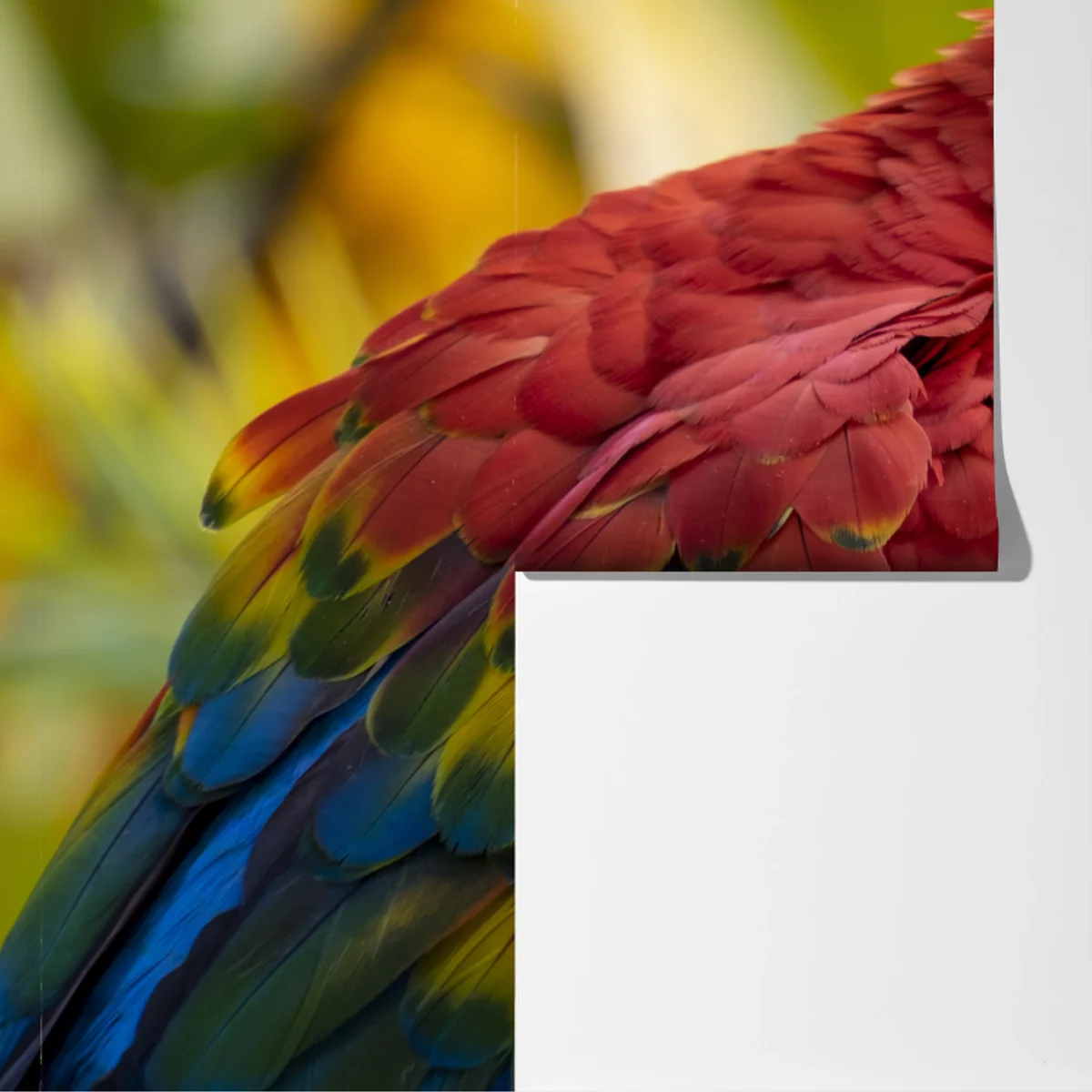 Fototapeta wyrazisty portret ary szkarłatnej Fototapeta wyrazisty portret ary szkarłatnej