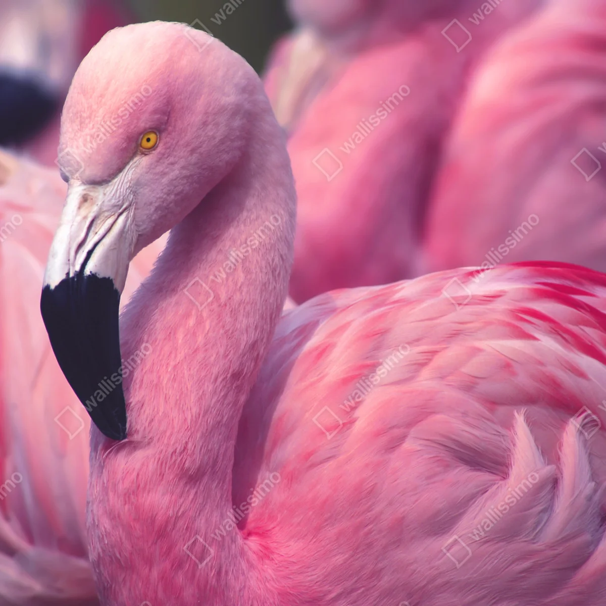 Repositionierbarer Aufkleber rosa flamingo-porträt Repositionierbarer Aufkleber rosa flamingo-porträt