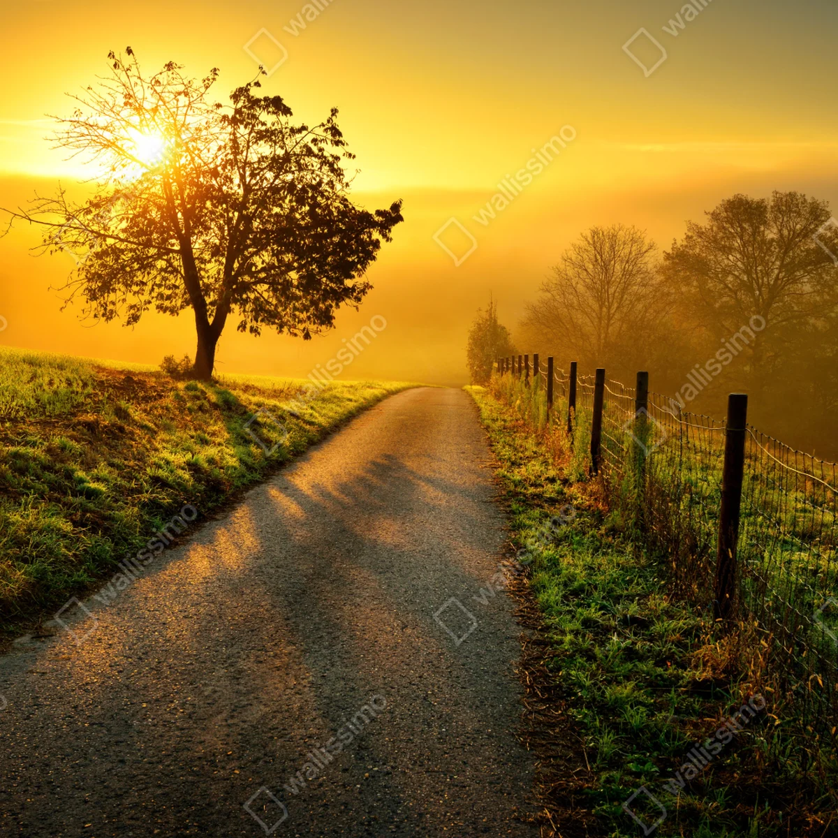Fensteraufkleber sonnenbeschienener landweg durch die morgenwiese Fensteraufkleber sonnenbeschienener landweg durch die morgenwiese