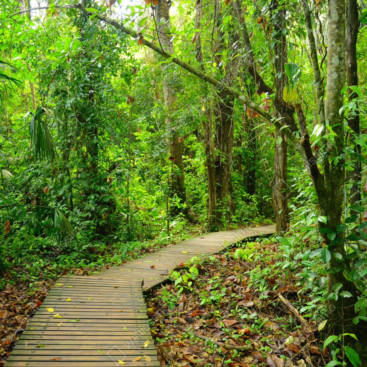 Laptop-Aufkleber tropischer steg im üppigen wald Laptop-Aufkleber tropischer steg im üppigen wald