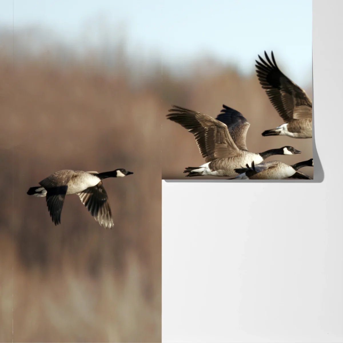 Fototapete gänse im flug über herbstliches feuchtgebiet Fototapete gänse im flug über herbstliches feuchtgebiet