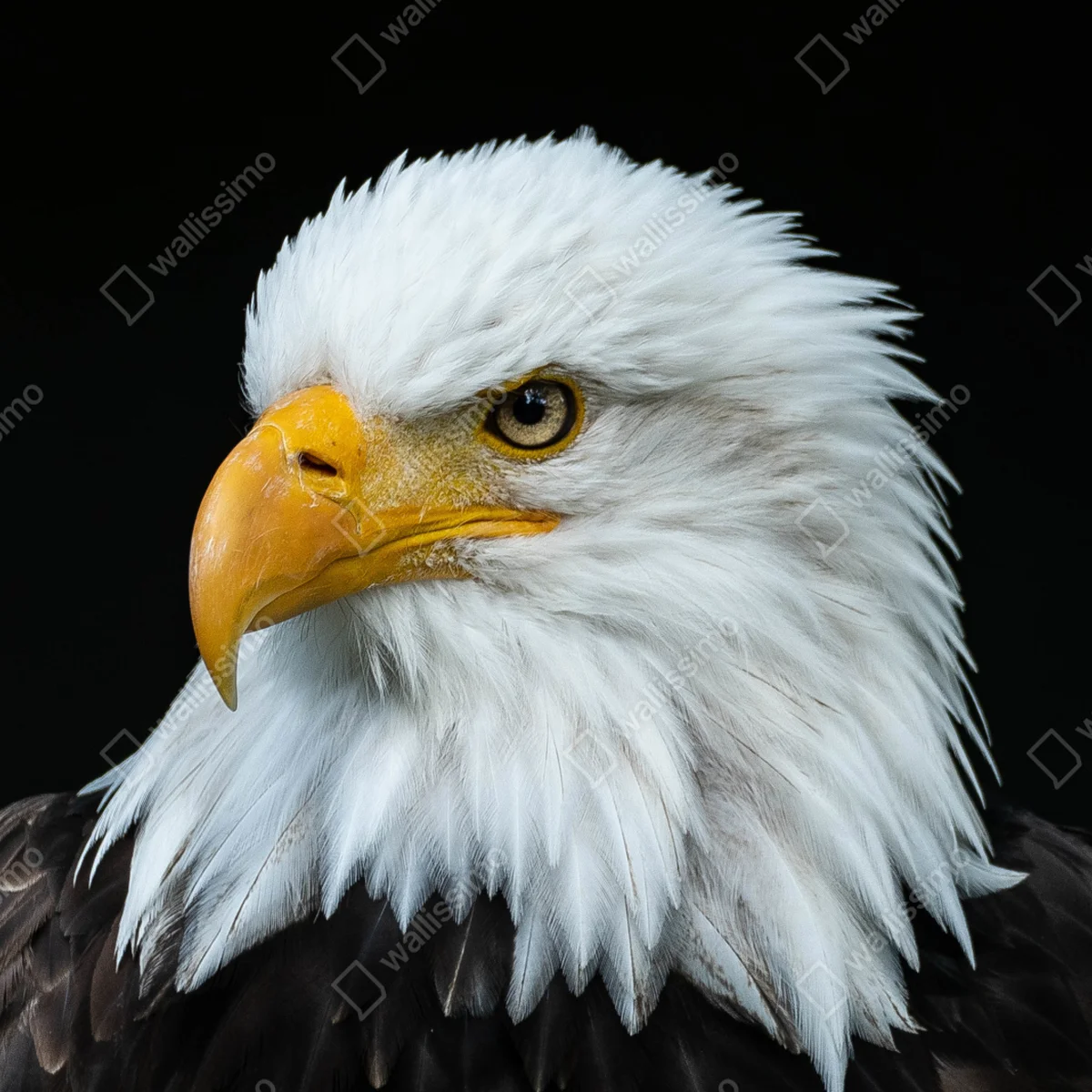 Repositionierbarer Aufkleber majestätisches porträt eines weißkopfseeadlers Repositionierbarer Aufkleber majestätisches porträt eines weißkopfseeadlers