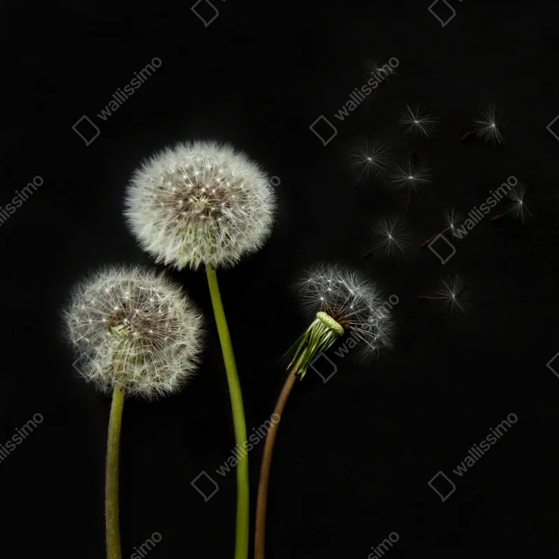 Poster zarte löwenzahnköpfe vor schwarzem hintergrund Poster zarte löwenzahnköpfe vor schwarzem hintergrund