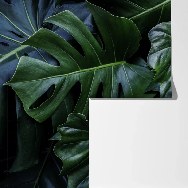 Fototapeta bujna tropikalna monstera Fototapeta bujna tropikalna monstera