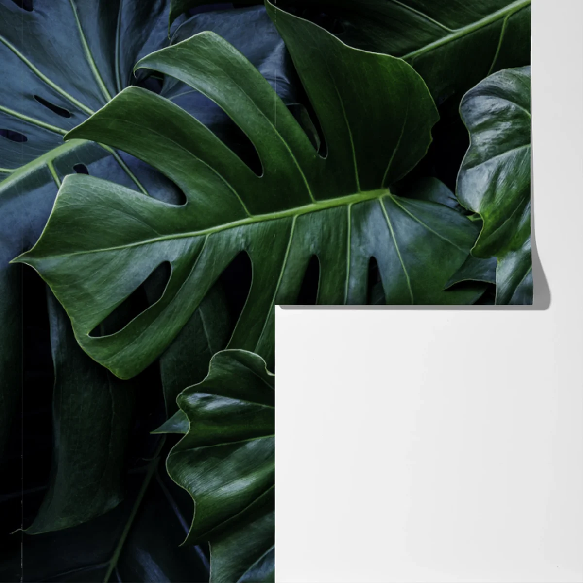 Fototapeta bujna tropikalna monstera Fototapeta bujna tropikalna monstera