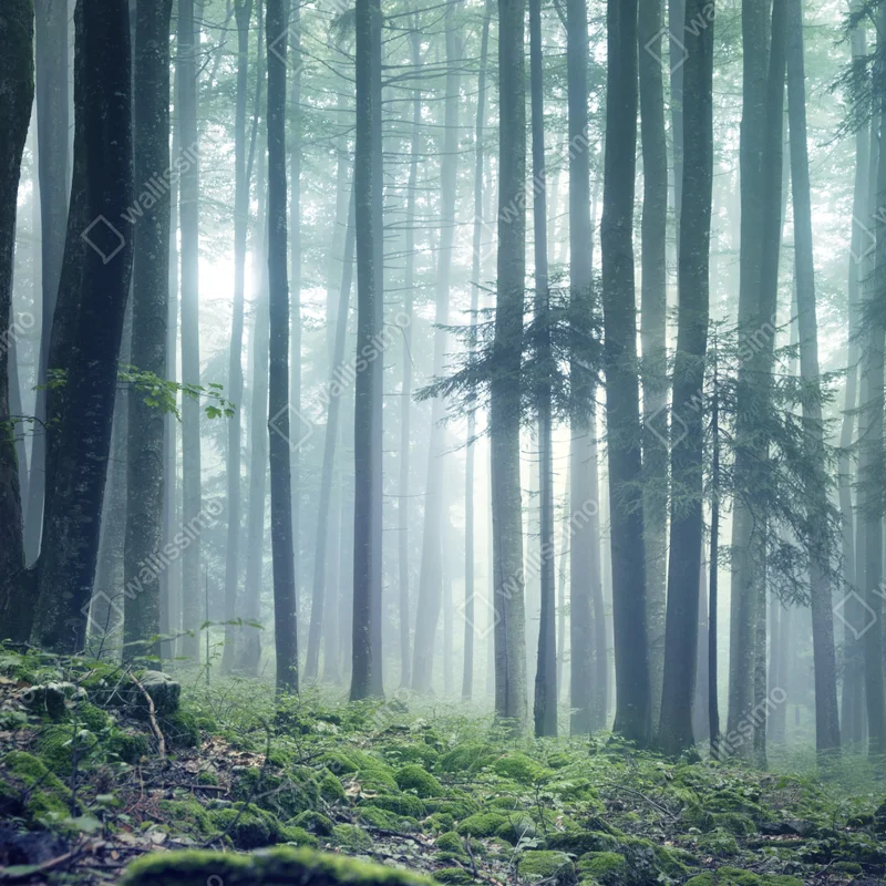 Poster nebliger grüner wald im dämmerlicht • Poster bei Wallnifity® Poster nebliger grüner wald im dämmerlicht • Poster bei Wallnifity®