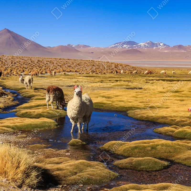Fototapete lama auf dem altiplano der Anden Fototapete lama auf dem altiplano der Anden