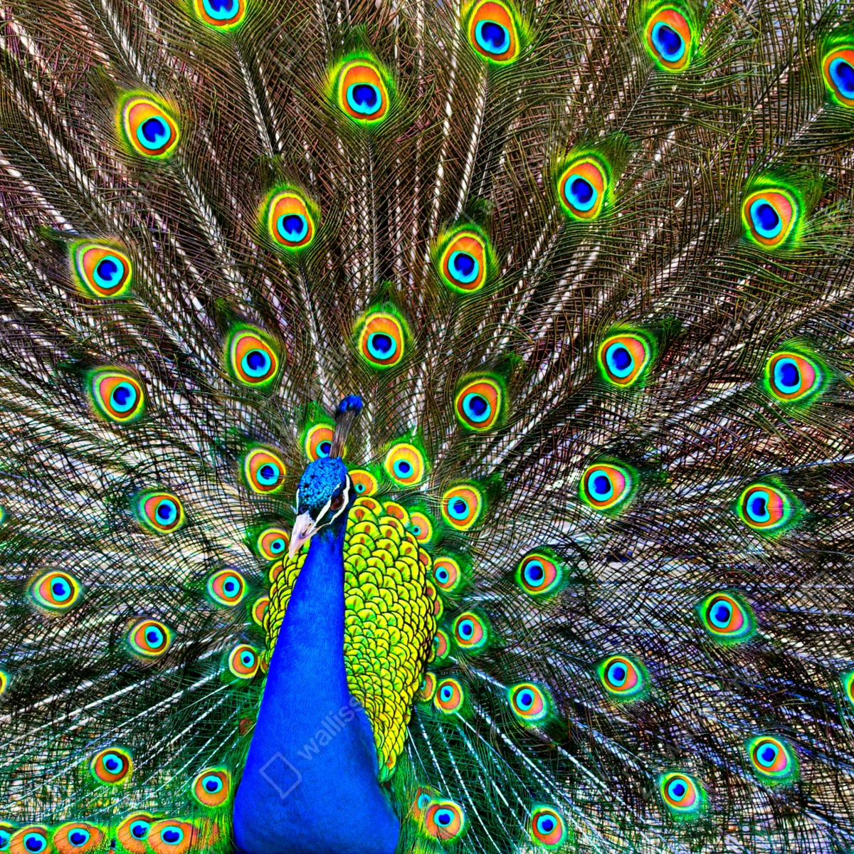 Fototapete leuchtender fächer aus pfauenfedern Fototapete leuchtender fächer aus pfauenfedern
