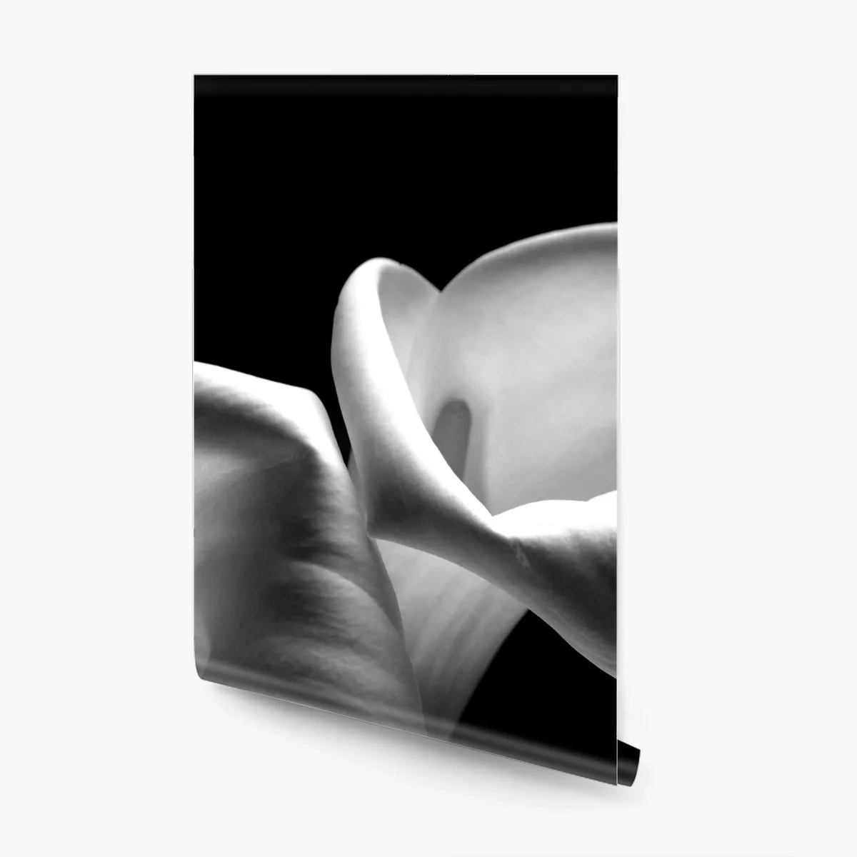 Fototapete elegante calla-blüten in monochrom Fototapete elegante calla-blüten in monochrom