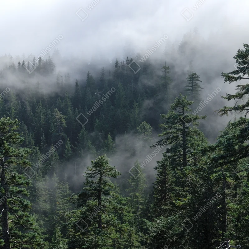 Repositionierbarer Aufkleber nebliger wald vom Larch Mount, Oregon Repositionierbarer Aufkleber nebliger wald vom Larch Mount, Oregon