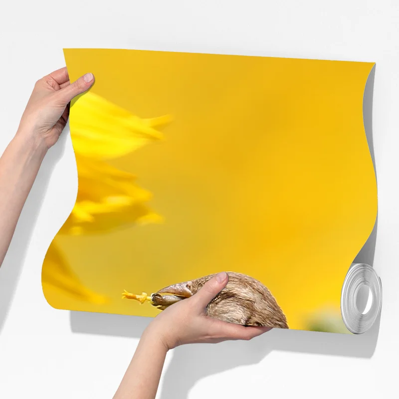 Fototapeta wróbel na słoneczniku Fototapeta wróbel na słoneczniku