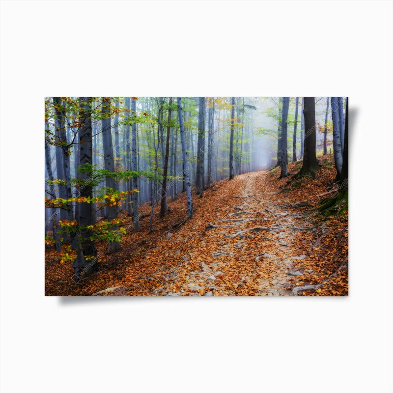 Poster goldener herbstwald pfad • Poster bei Wallnifity® Poster goldener herbstwald pfad • Poster bei Wallnifity®