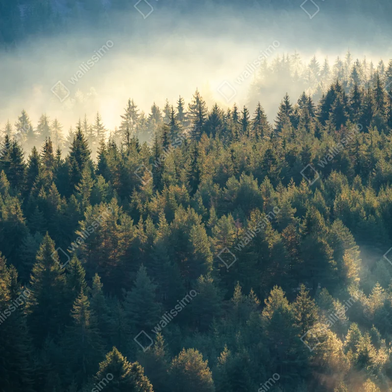 Poster nebliger kiefernwald im morgenlicht Poster nebliger kiefernwald im morgenlicht