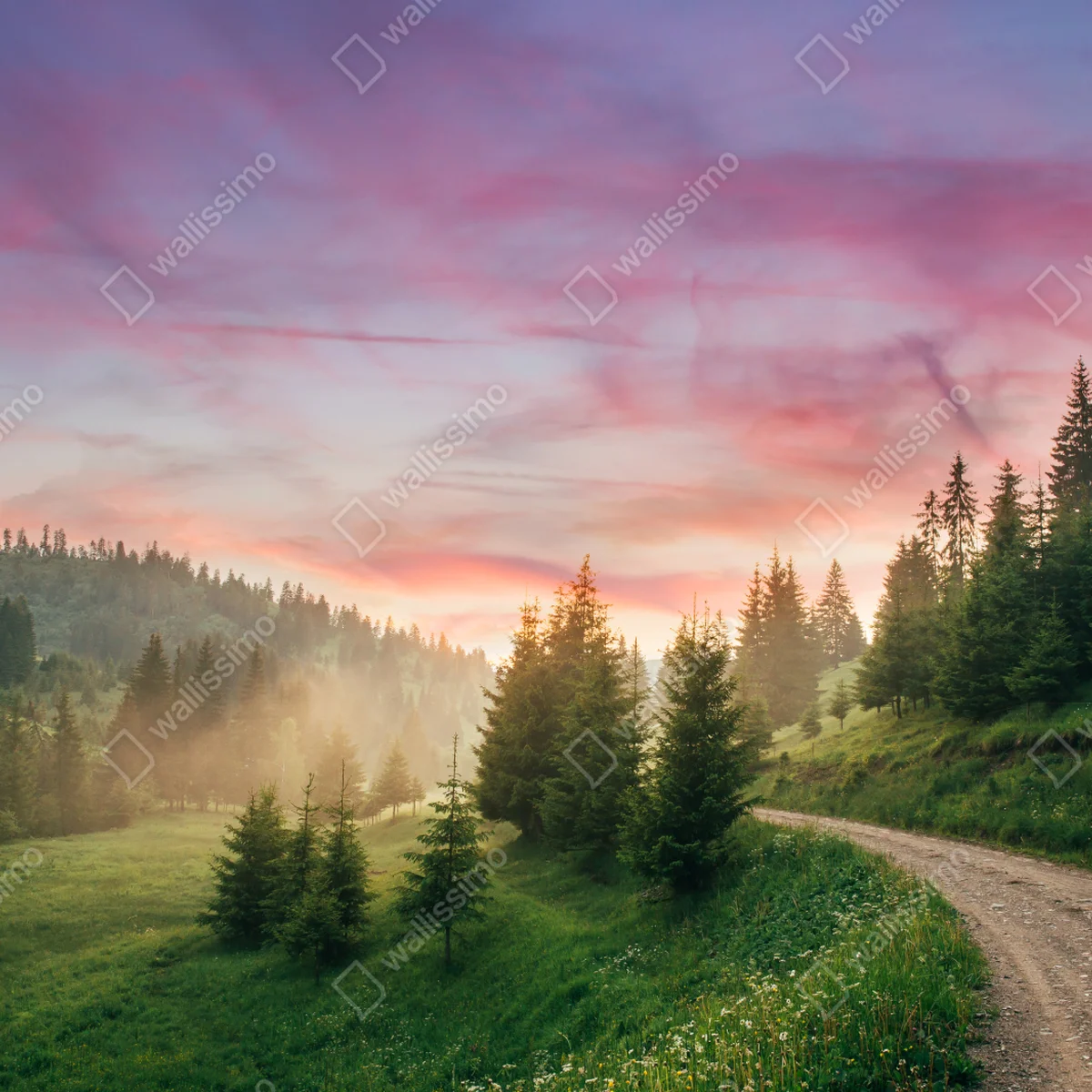 Leinwandbild nebliger sonnenuntergang im kiefernwald Leinwandbild nebliger sonnenuntergang im kiefernwald